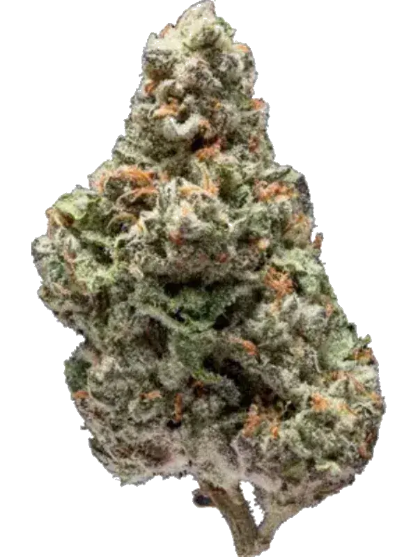 Tilray THC 22 Spotlight Porto Biscuit RNTZ