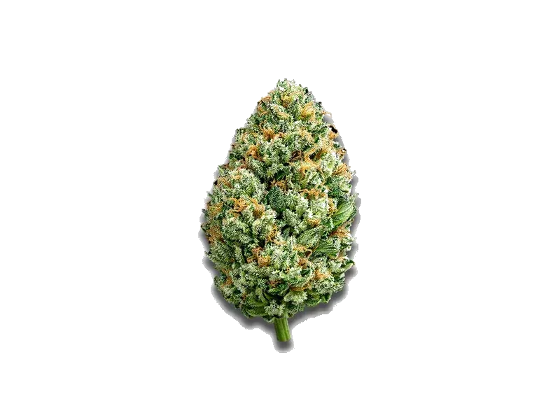 BC Green 24/1 A&G