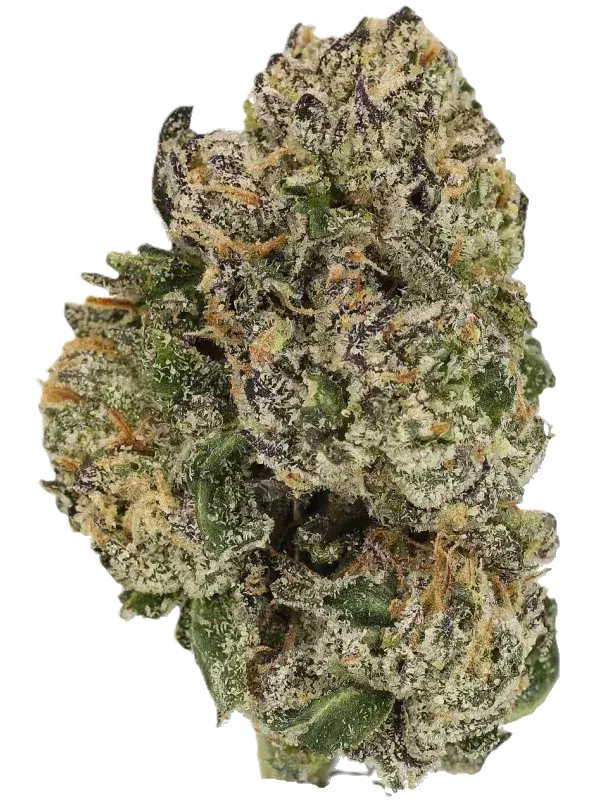 Cannamedical Sativa Forte NM