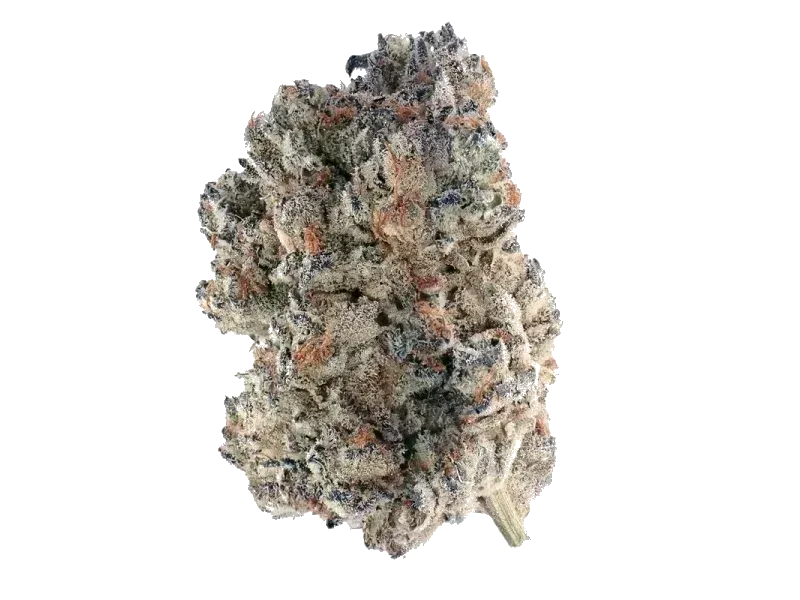 MC Regular Drop