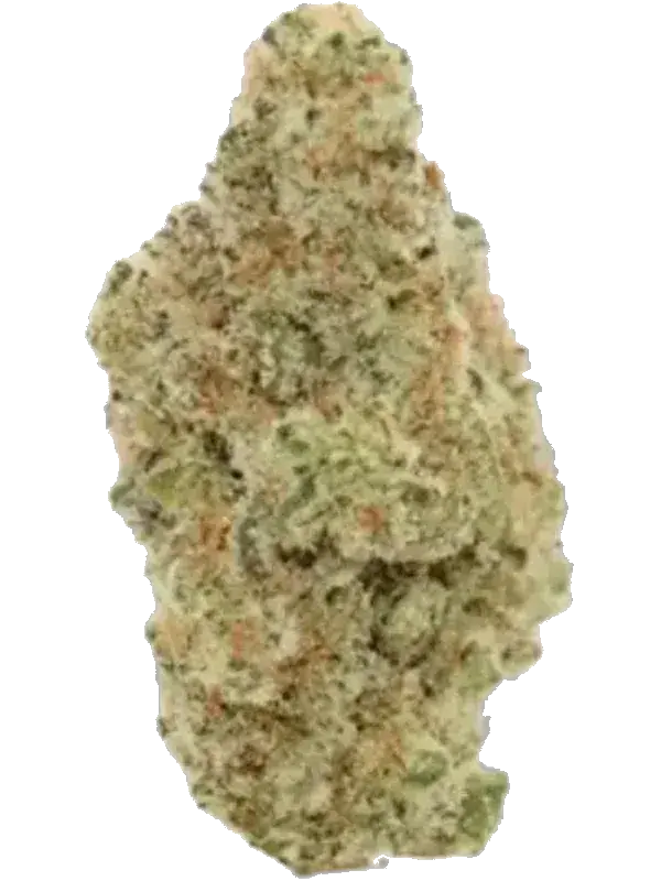 Californias Medical 29/01 Calimed craft No. 8