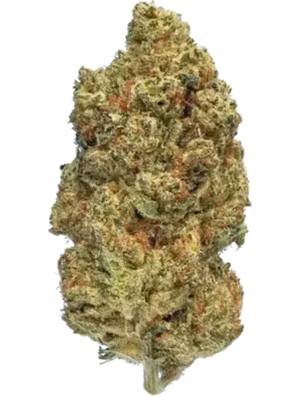 Weeco Big Purple Dragon 26/1