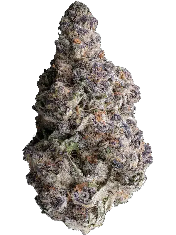 GrowMotion SBC 24/1