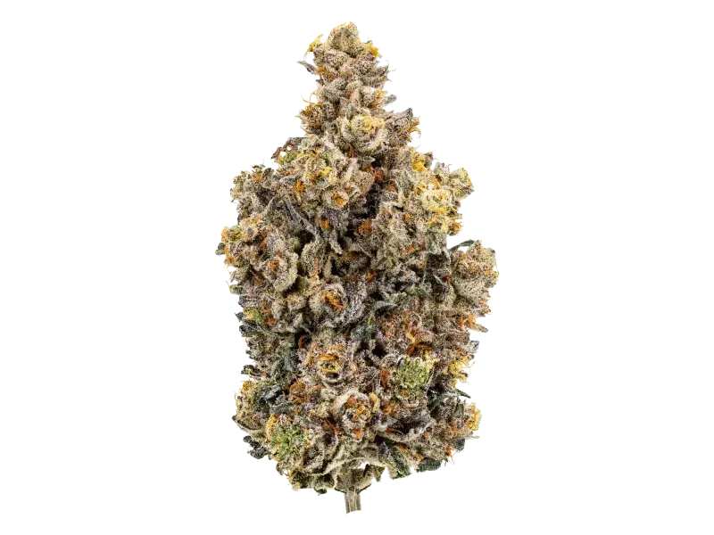 24/1 IUVO OC Rainbow Chip