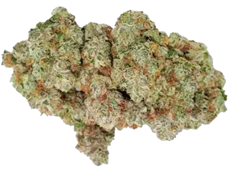 420 Evolution 22/1 CA GMO
