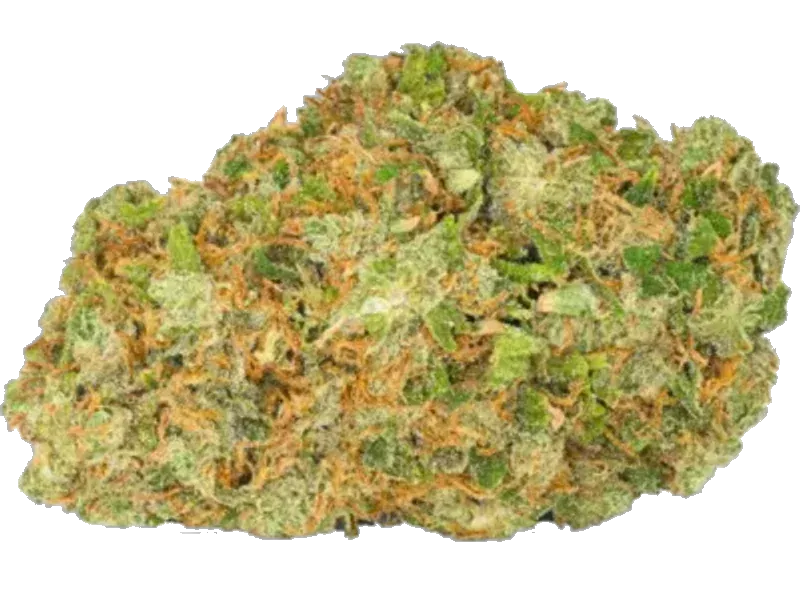 Sinceritas Sativa Verum 24/1 TC