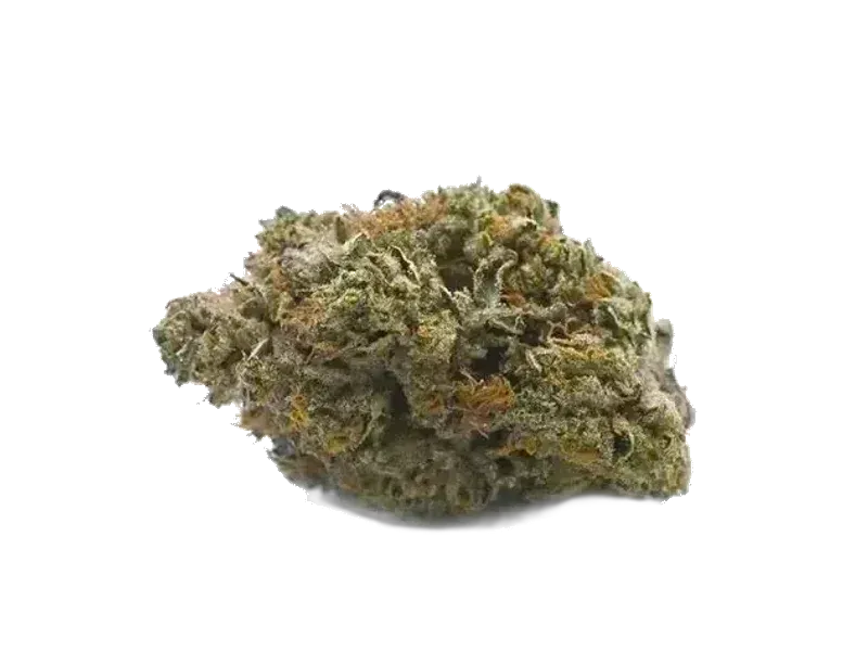 NICE 31/1 GSC