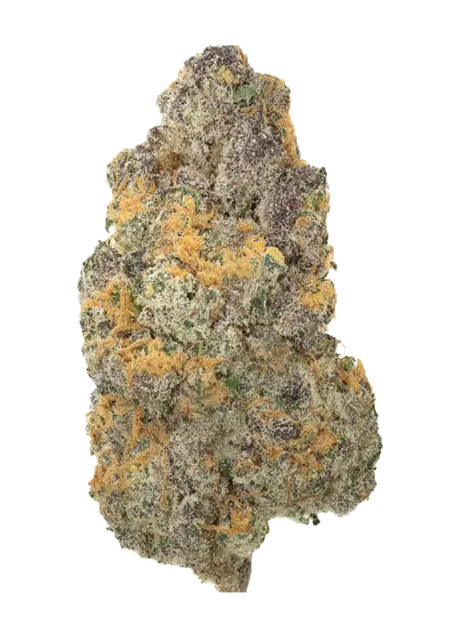 NICE 28/1 GSC