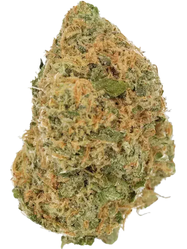 Cannamedical Sativa Forte NM