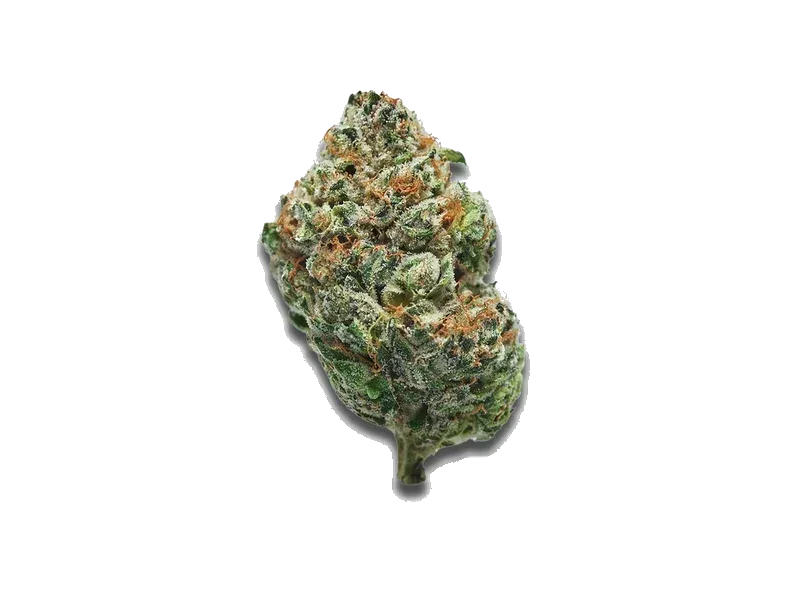 AMP ZEN MAW THC22