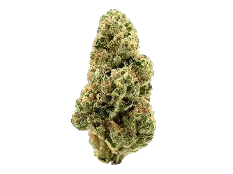 MED HYBRID BAL PHCC 24/1