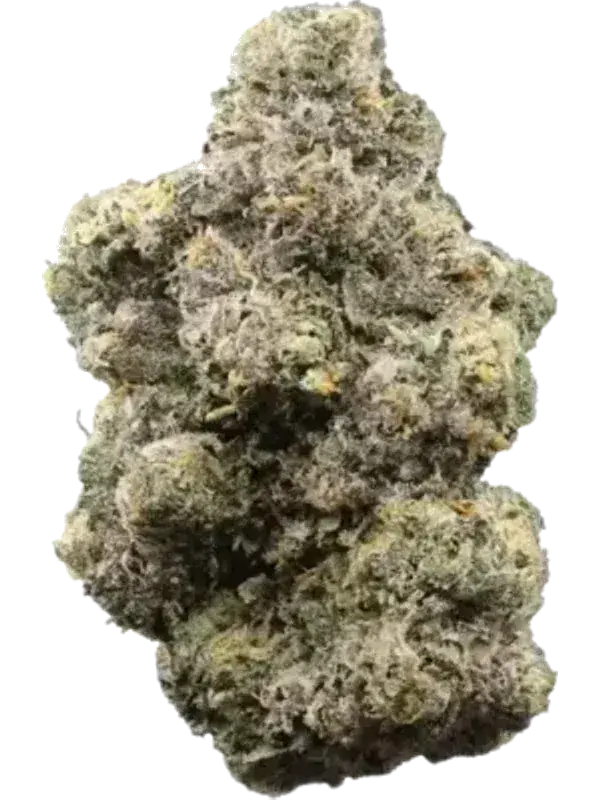 Nimbus easy 22/1 French Cookies