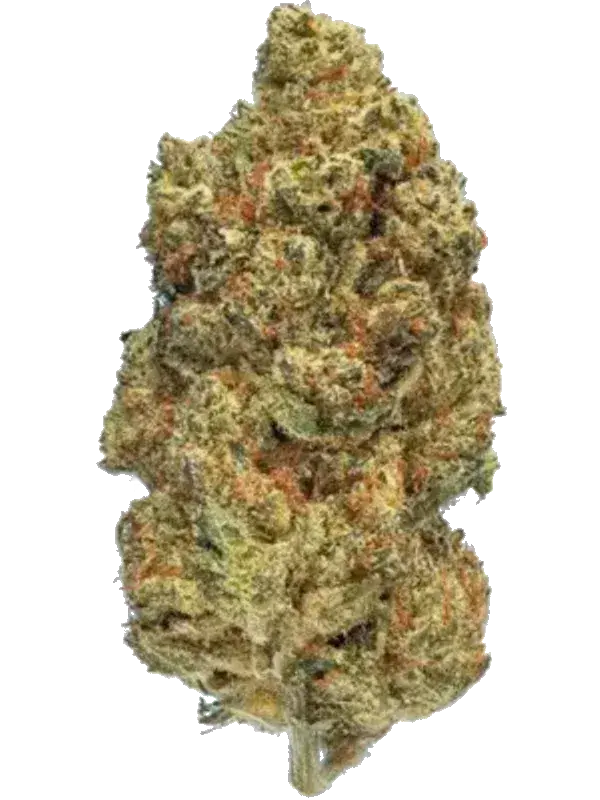 420 Evolution 33/1 CA FLM