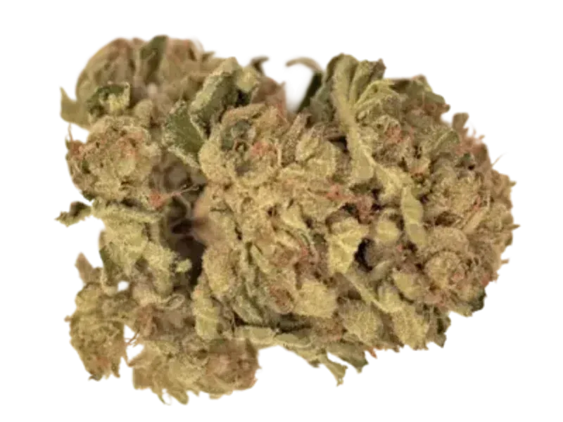 Luana 24/1 GSC