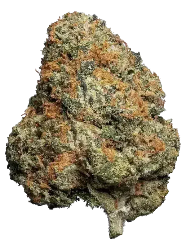 MH MEDPLANT 15/1