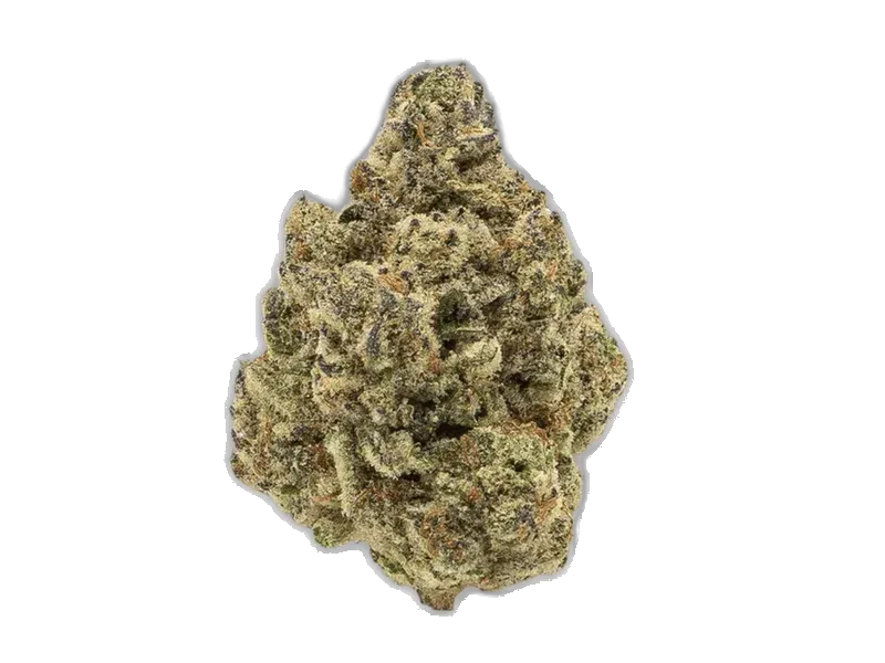 Bathera 23/1 BZ