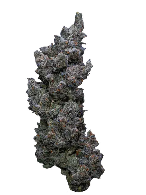 Cookies 22/1 A&B